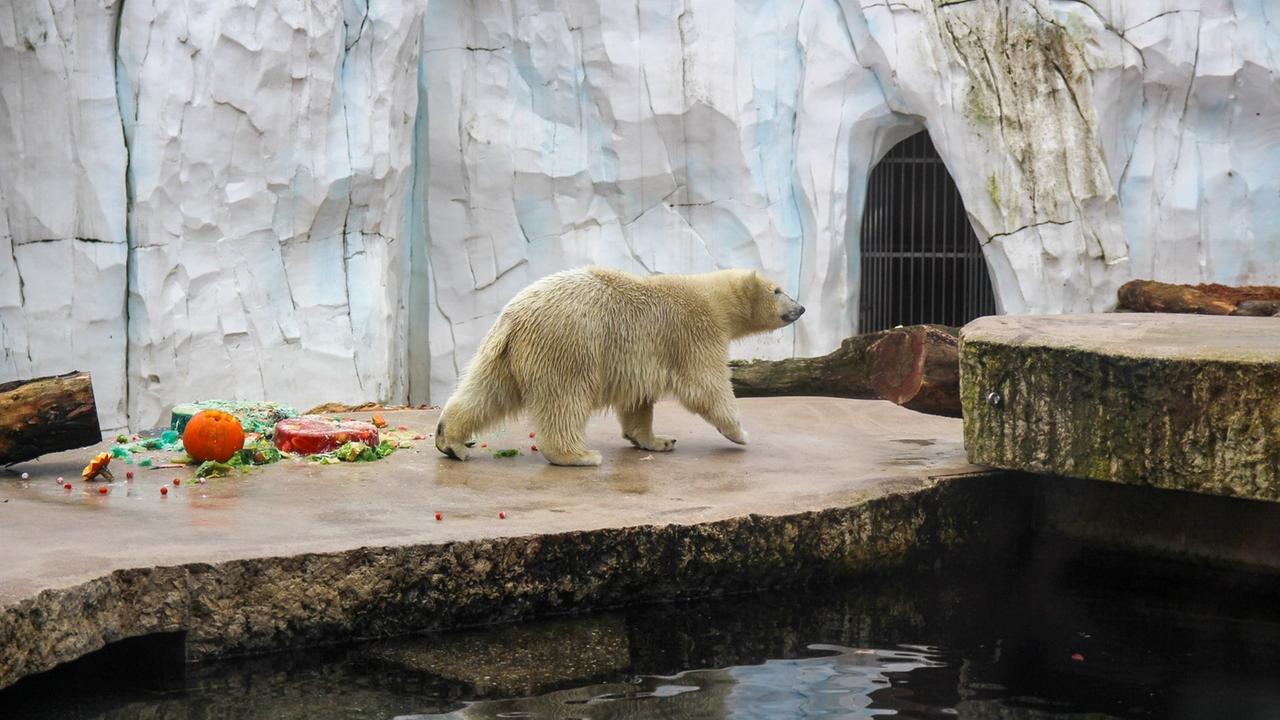 Baden-Württemberg: Geburtstagskind auf vier Tatzen: Eisbär Mika aus dem Zoo Karlsruhe ist jetzt eins