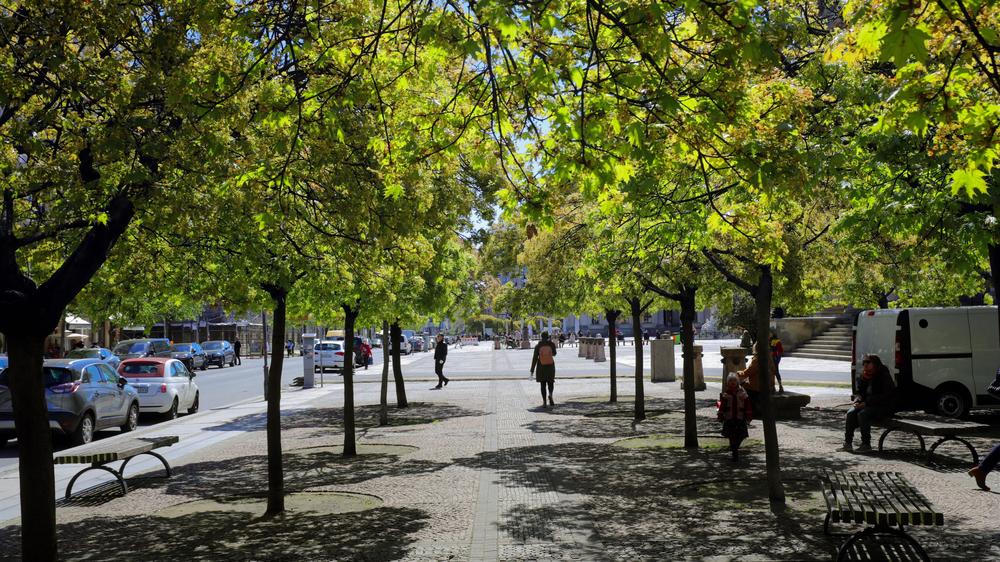 Klimawandel: In Berlin soll es bis 2040 über eine Million Bäume geben. Dafür müssen noch hunderttausende zusätzlich gepflanzt werden.