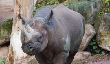 Abschied im Zoo Hannover! Tierpfleger weicht nicht von seiner Seite