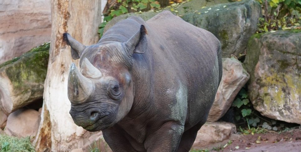 Abschied im Zoo Hannover! Tierpfleger weicht nicht von seiner Seite