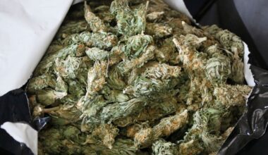 Zollfahnder stellen eine Tonne Marihuana in Spandau sicher