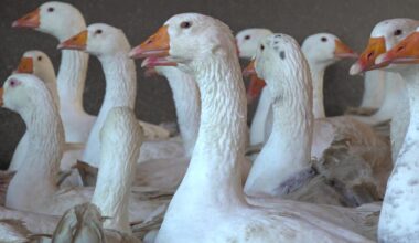 Nordrhein-Westfalen: Vogelgrippe im Bergischen Land: So bereiten sich Geflügelhalter vor