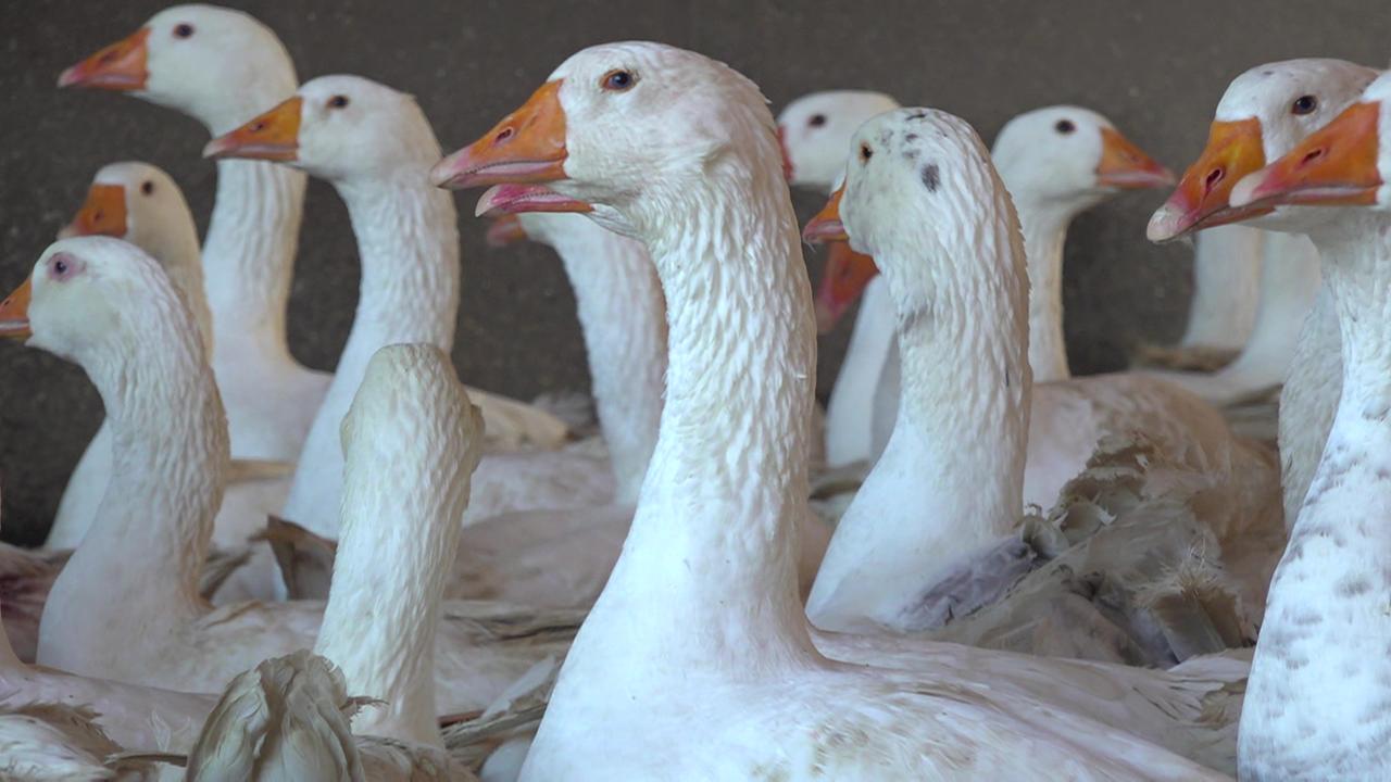 Nordrhein-Westfalen: Vogelgrippe im Bergischen Land: So bereiten sich Geflügelhalter vor