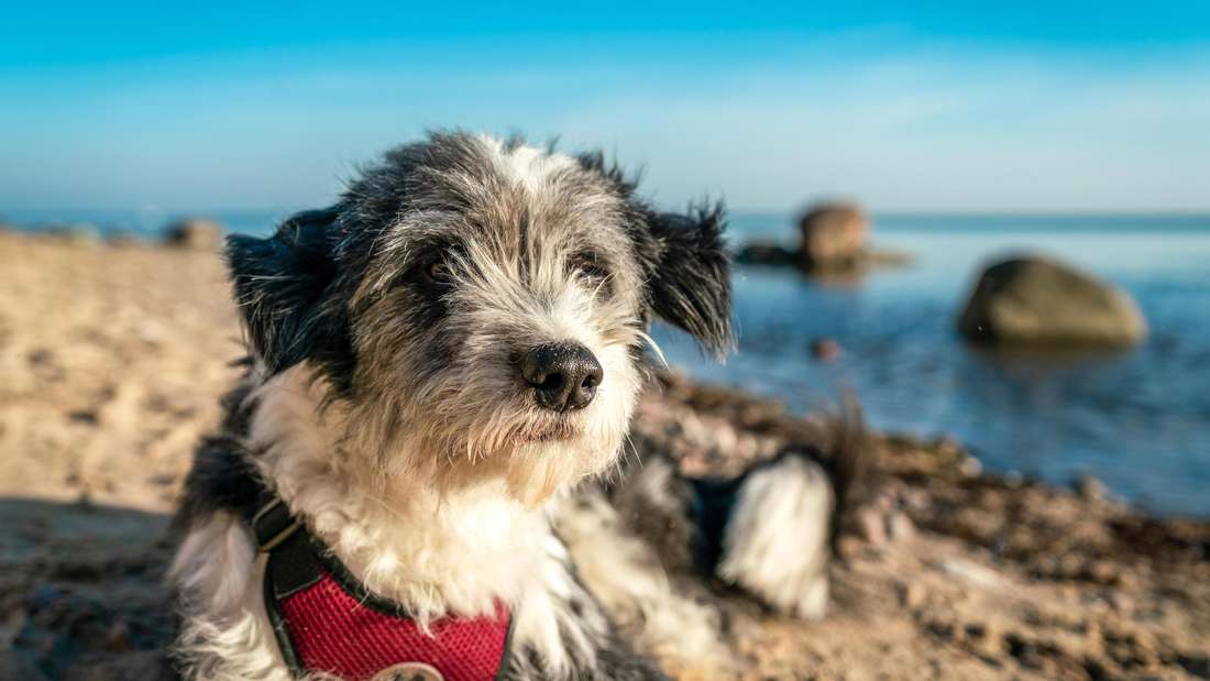 Ein Hund liegt entspannt an einem Strand.
