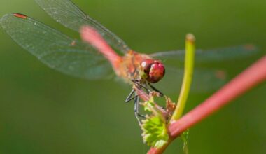 Vorschau: Die zwei Leben der Libelle • Frankreich 2022