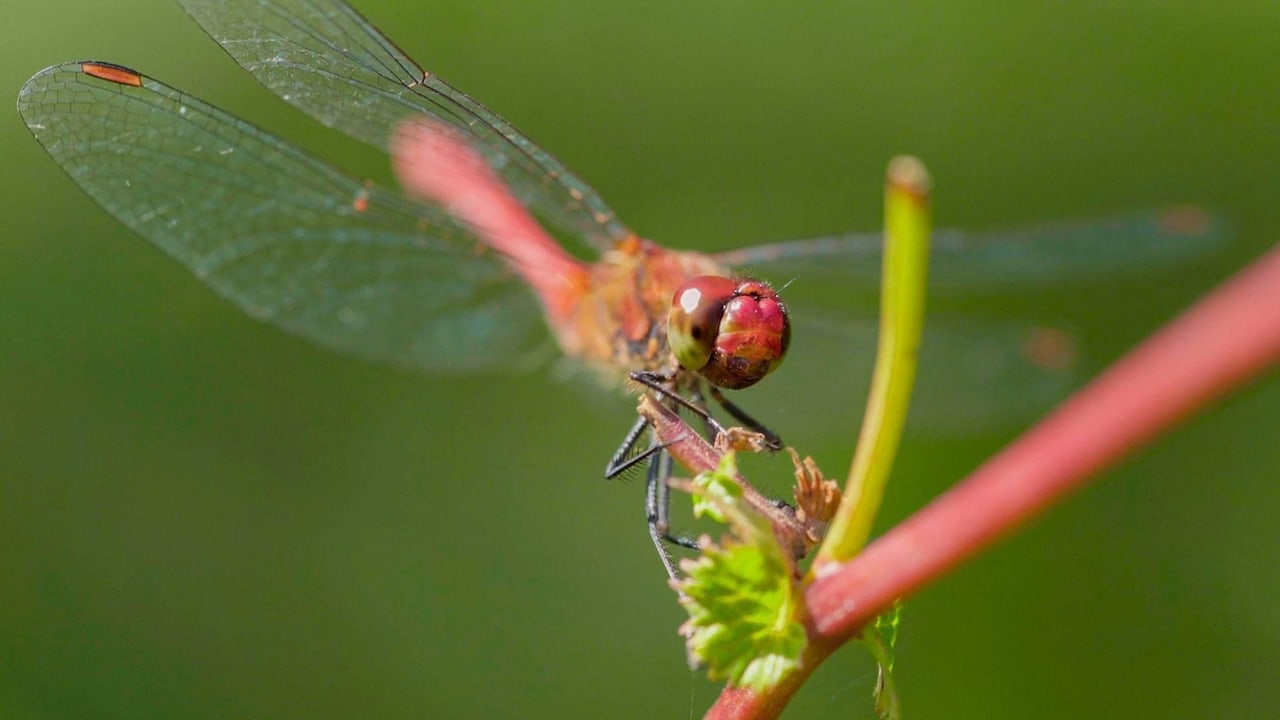 Vorschau: Die zwei Leben der Libelle • Frankreich 2022