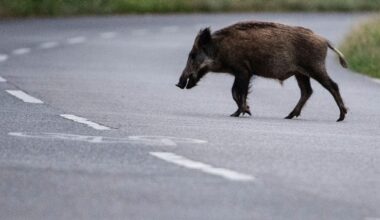 Wildschwein bremst Bus aus - sieben Verletzte