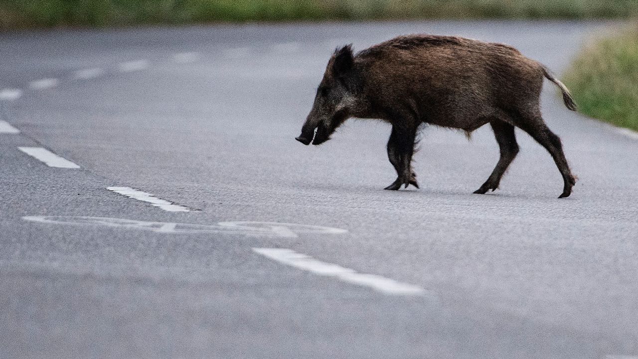 Wildschwein bremst Bus aus - sieben Verletzte