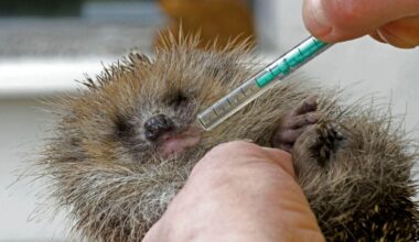 Neues Beratungsnetzwerk bietet Hilfe zum Umgang mit Wildtieren