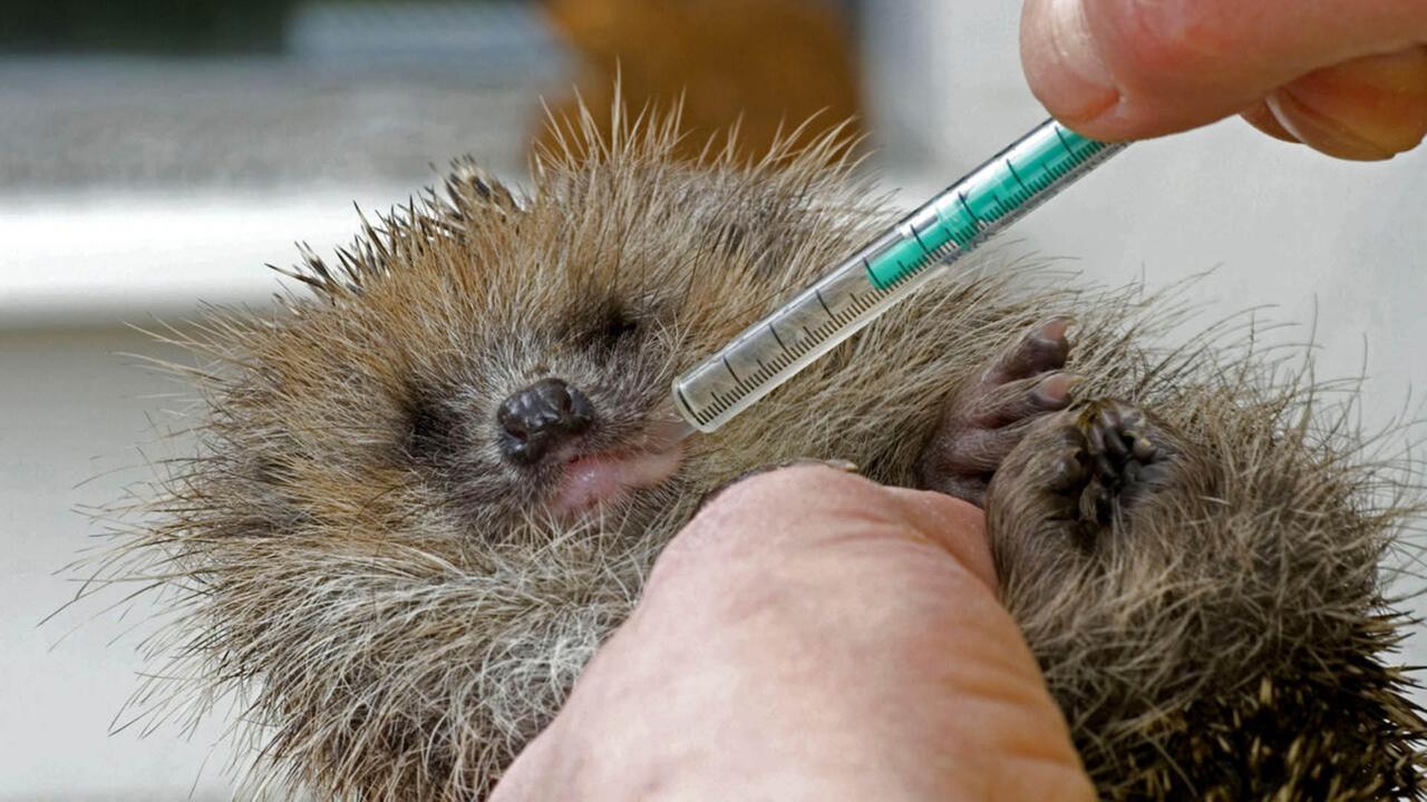 Berlin: "Wildtiernah Berlin": Neues Beratungsnetzwerk bietet Hilfe zum Umgang mit Wildtieren