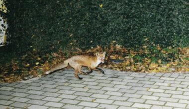 Füchse in Berlin: Fuchs, du hast mein Herz gestohlen