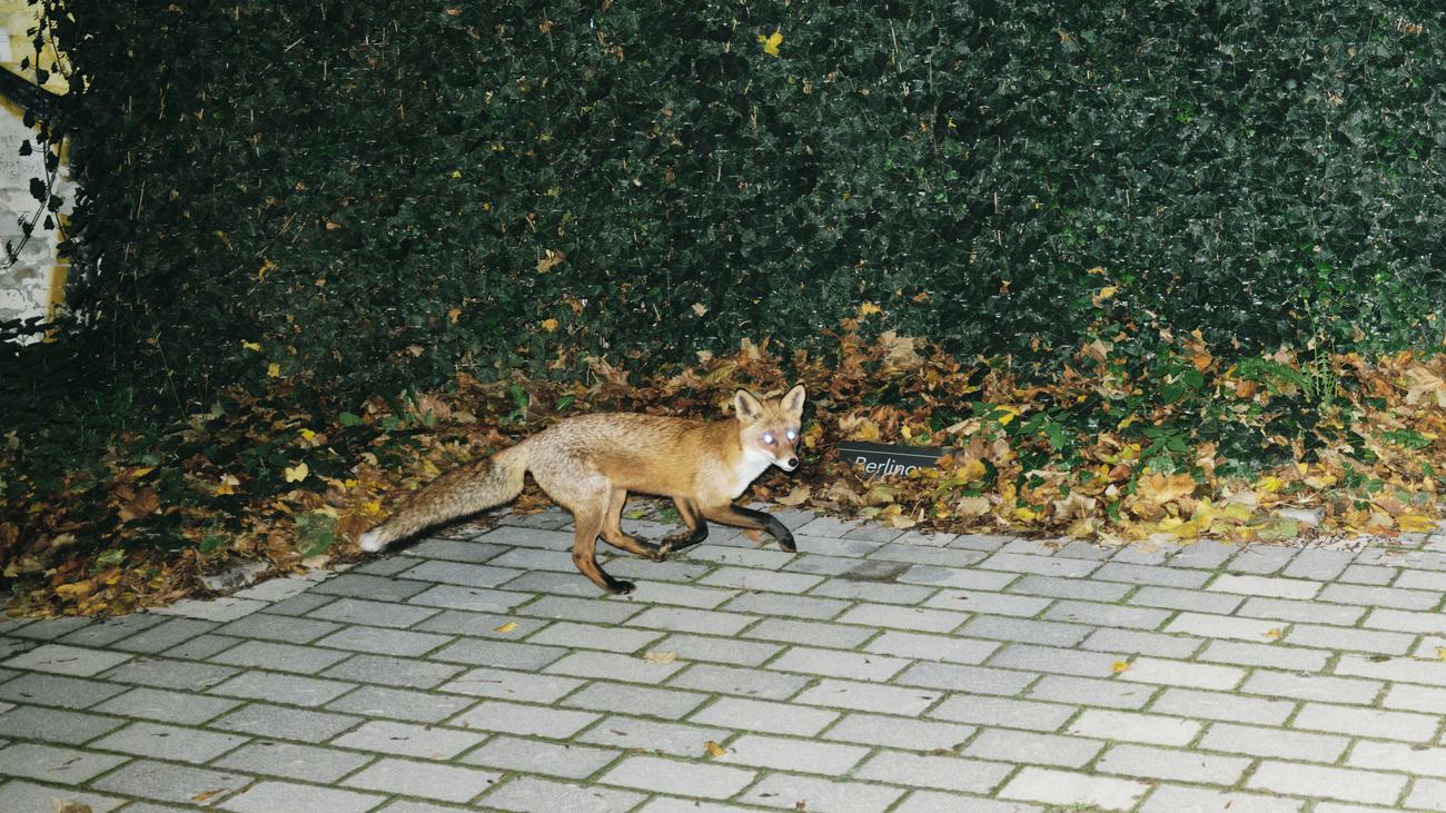 Füchse in Berlin: Fuchs, du hast mein Herz gestohlen