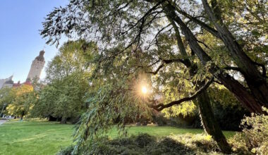 Fremde Pflanzenarten fügen sich schneller als gedacht in Natur ein · Leipziger Zeitung