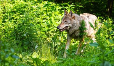 Tiere: Brandenburg zählt Rückgang bei Wolfsfamilien und Territorien