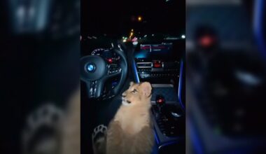 Löwenbaby im Sportwagen in Bremen? 🦁