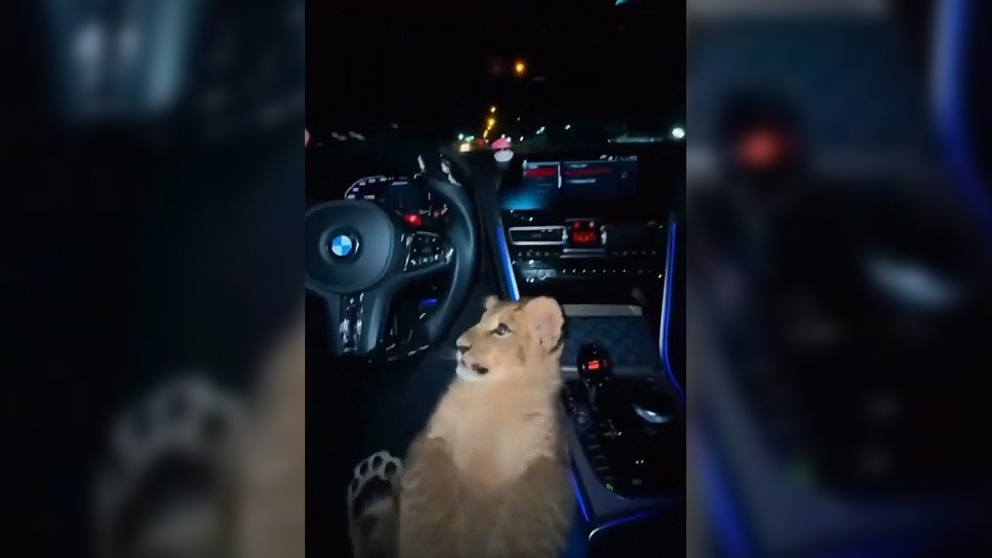 Löwenbaby im Sportwagen in Bremen? 🦁