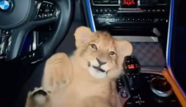 Polizei ermittelt in Bremen: Wurde das Löwen-Video mit KI generiert? | Regional