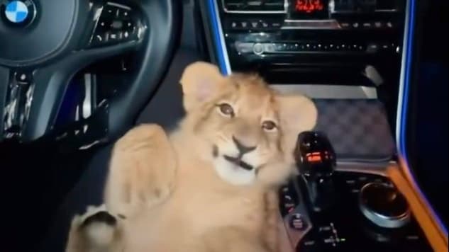 Polizei ermittelt in Bremen: Wurde das Löwen-Video mit KI generiert? | Regional