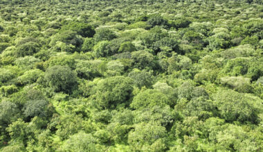 Ratspräsidentschaft schlägt erneute EUDR-Verschiebung vor • Table.Briefings