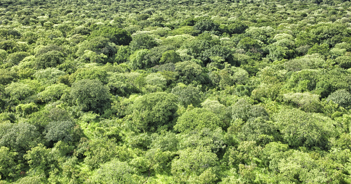 Ratspräsidentschaft schlägt erneute EUDR-Verschiebung vor • Table.Briefings