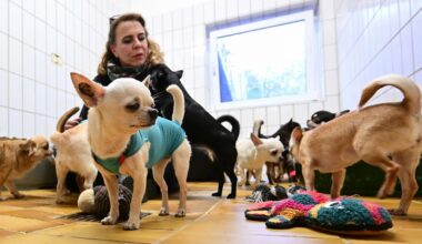 Wenn Tierliebe in Tierleid umschlägt