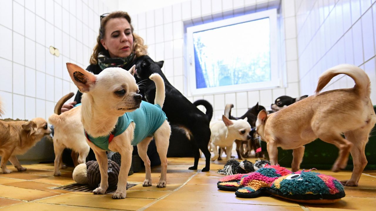 Wenn Tierliebe in Tierleid umschlägt