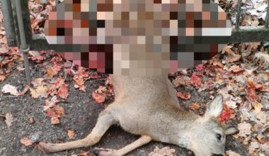 Grausiger Vorfall am Küchwald in Chemnitz: Freilaufender Hund tötet Reh