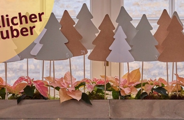 Weihnachtlicher Sternenzauber: Advents- und Christbaumdekorationen mit Weihnachtssternen