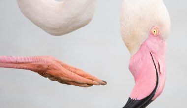 Basel: Wildlife Foto-Sieger im Naturhistorischen Museum