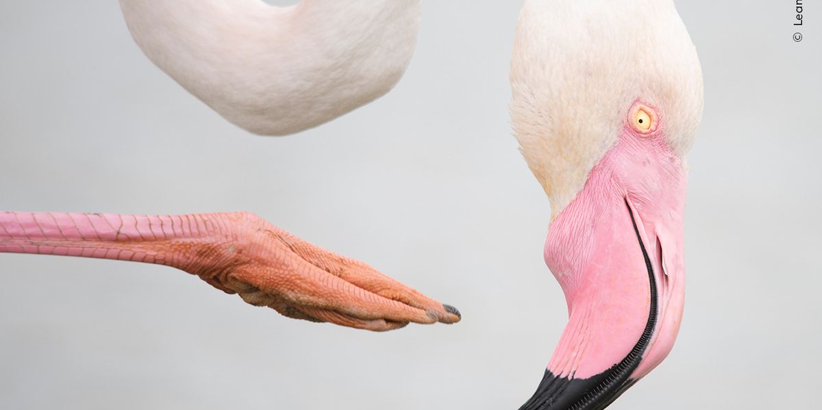 Basel: Wildlife Foto-Sieger im Naturhistorischen Museum