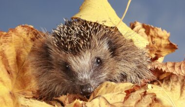 Tierschutz: Wir essen hier keine Igel
