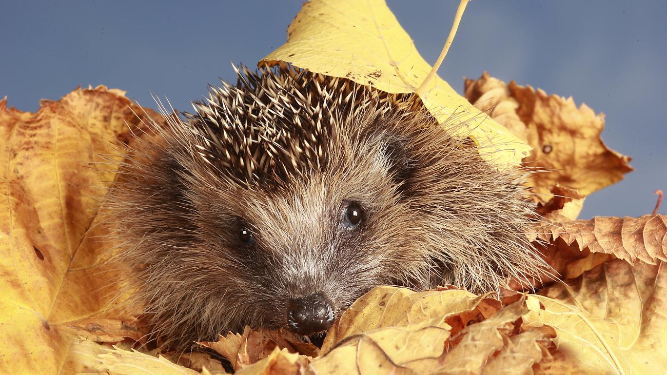 Tierschutz: Wir essen hier keine Igel