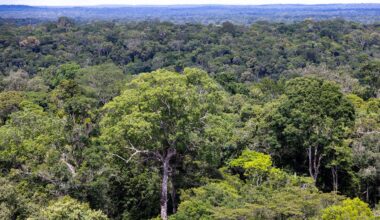 Deutschland gibt eine Milliarde Euro für Waldschutzfonds TFFF