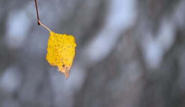 Frostige Nächte in Berlin und Brandenburg erwartet
