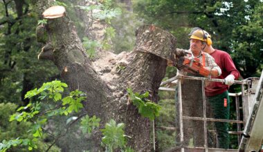 Wird auch Ihr Kiez zur baumlosen Betonwüste?