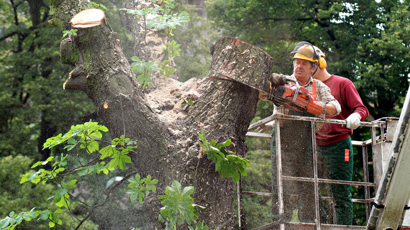 Wird auch Ihr Kiez zur baumlosen Betonwüste?