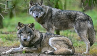 Keine Quotenjagd auf Wölfe in Brandenburg