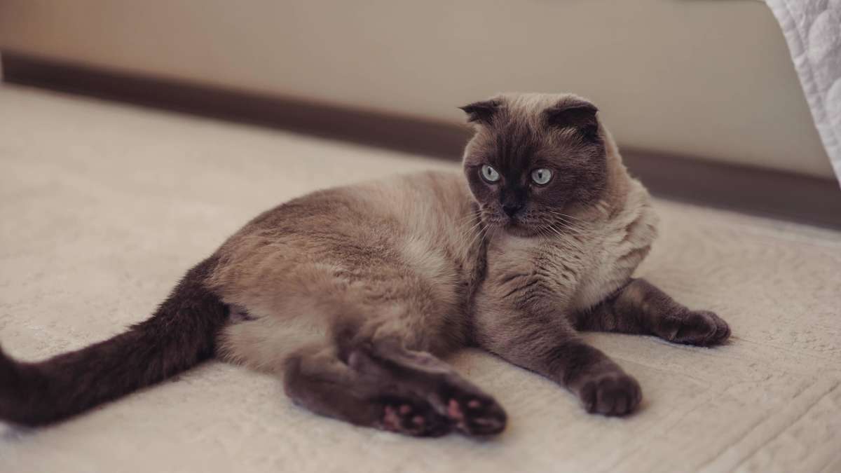 Nachbarland verbietet Haltung bestimmter Haustiere – Tierschutzbund fordert klare Regelung für Deutschland