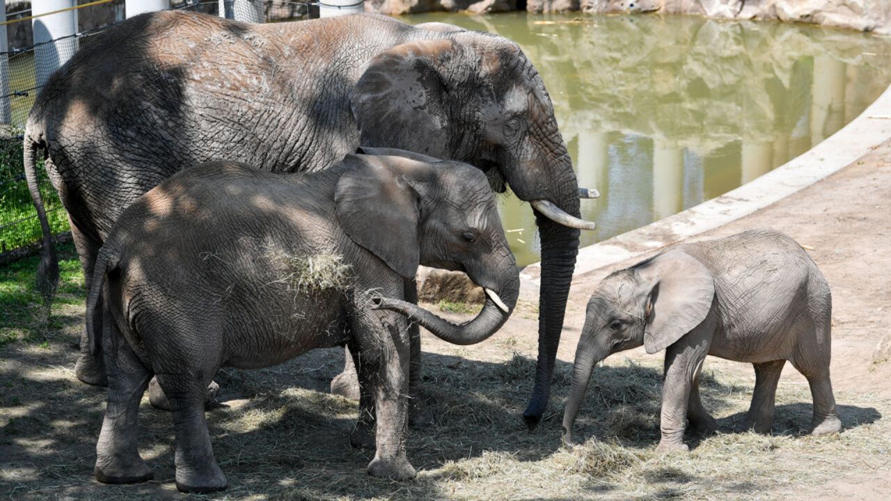 Elefantenfamilie verlässt Halle und zieht nach Berlin um