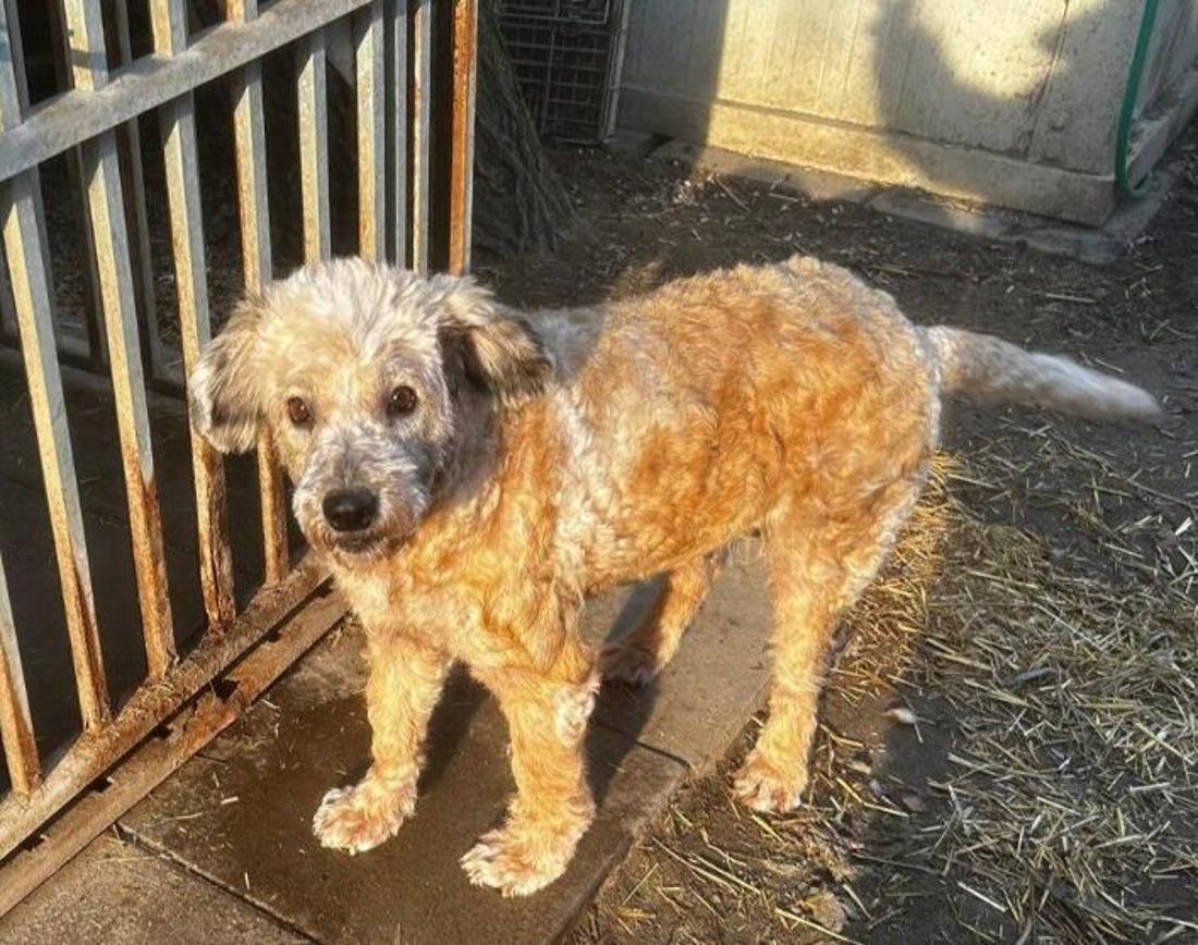 Hündin Luca wurde aus einer überfüllten Tötungsstation in Ungarn gerettet.