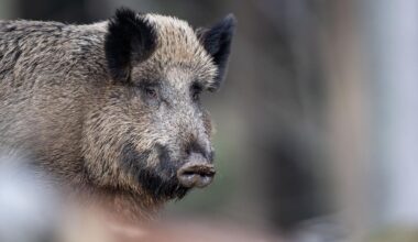 Nordrhein-Westfalen: Wildschweine verursachen mehrere Unfälle in Bonn
