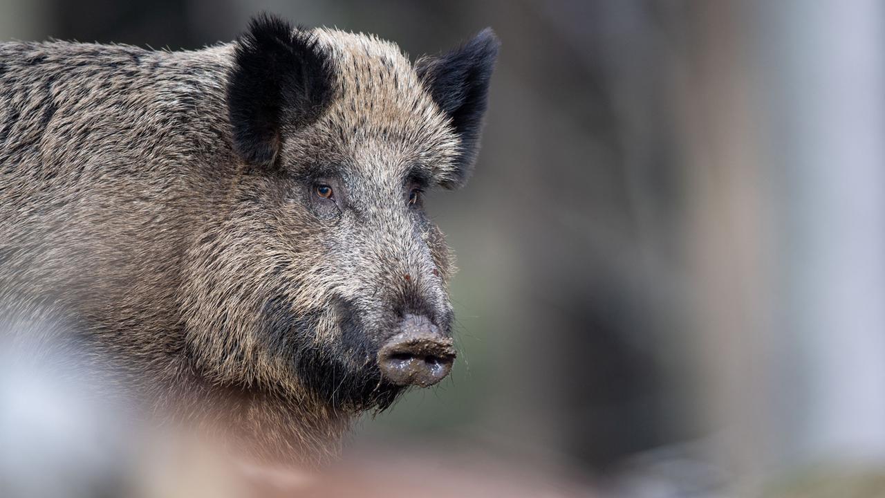 Nordrhein-Westfalen: Wildschweine verursachen mehrere Unfälle in Bonn