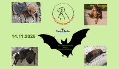 Fledermäuse | Streicheleinheiten | NRWision