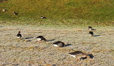 Wildgänse am Elbufer - Foto: Archiv Anton Launer
