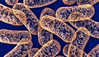 Durch das Mikroskop aufgenommene orange gefärbte Mitochondrien auf blauem Hintergrund.