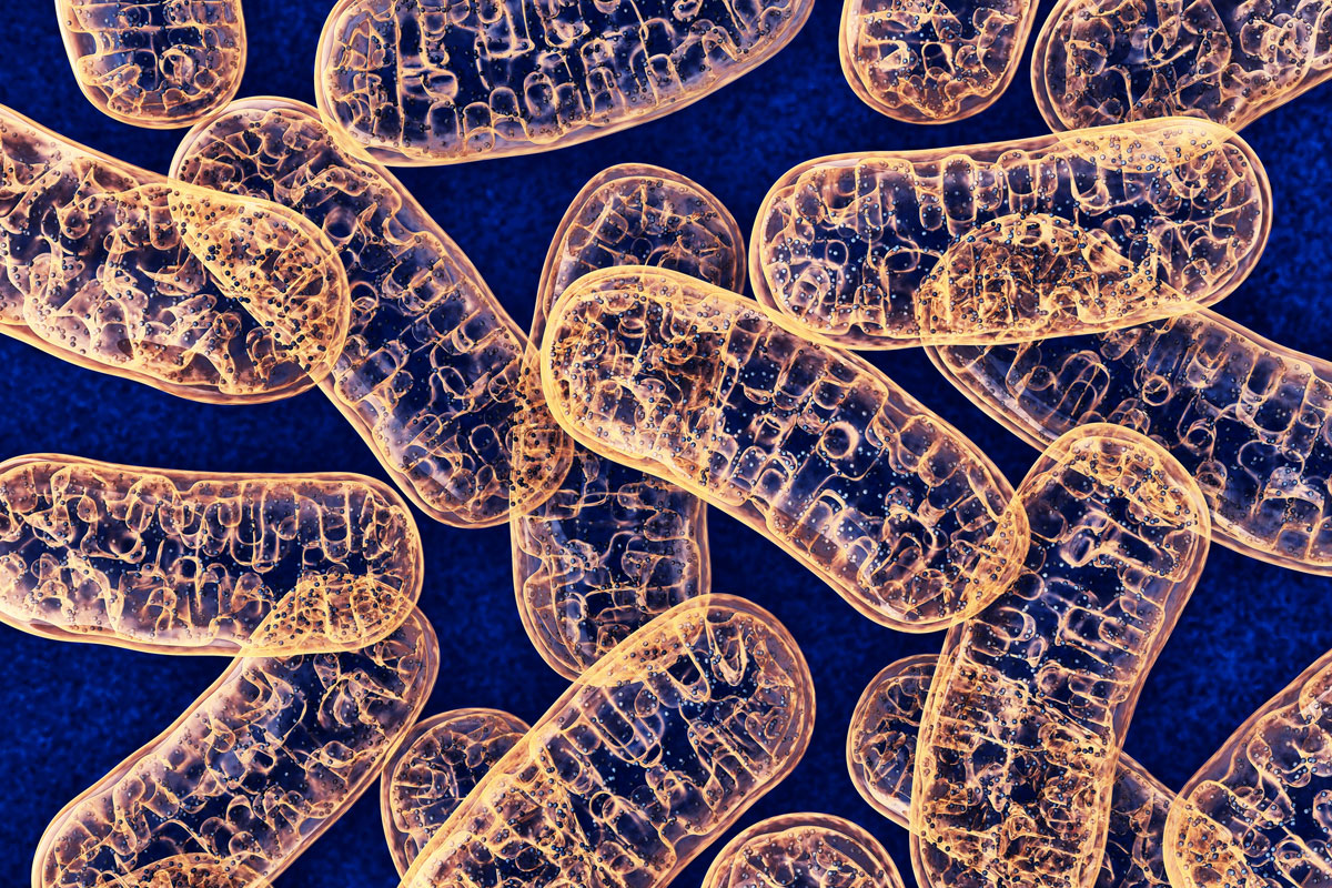 Durch das Mikroskop aufgenommene orange gefärbte Mitochondrien auf blauem Hintergrund.