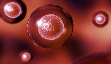 3D-Illustration menschlicher Zellen mit Zellkern, rot eingefärbt.