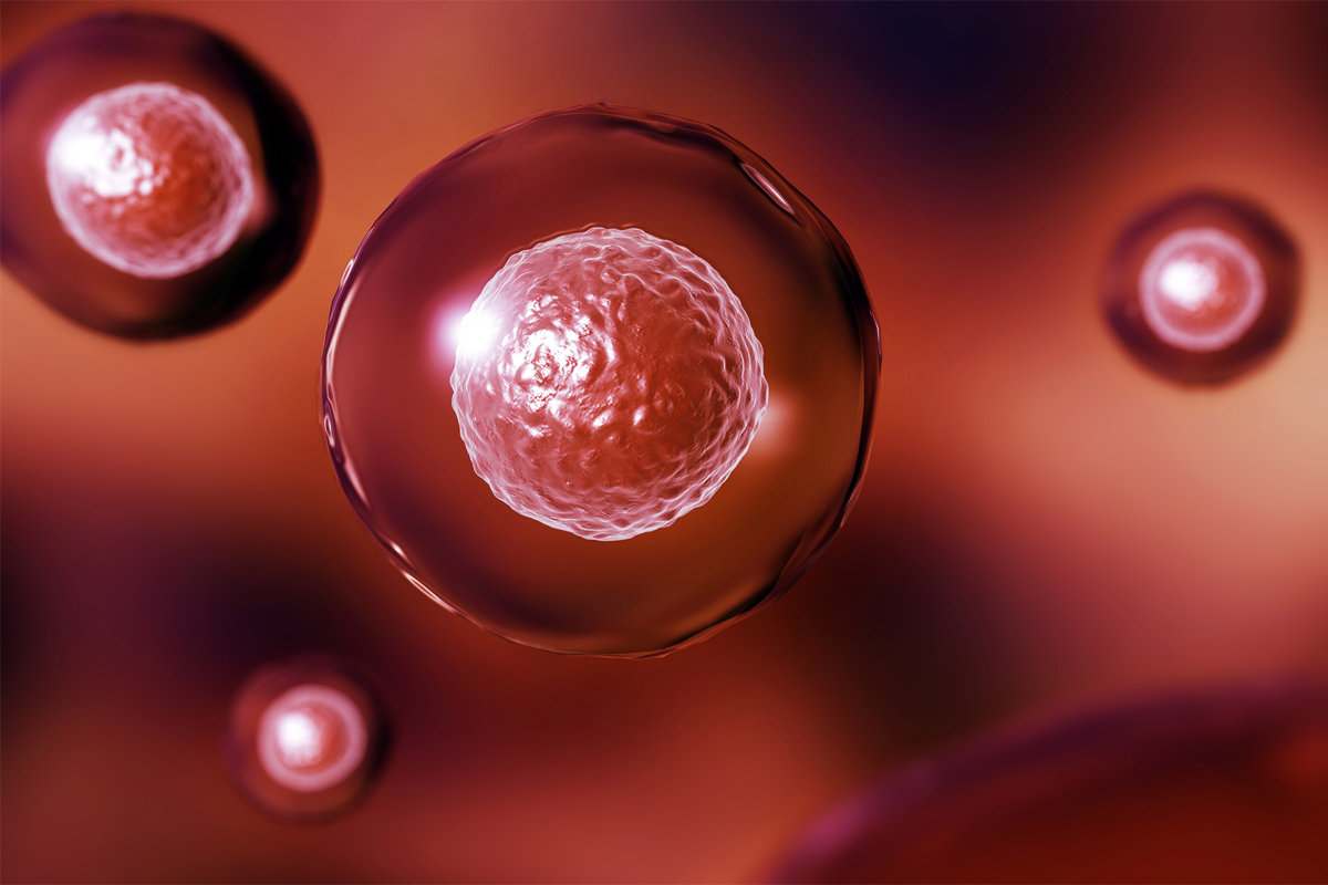 3D-Illustration menschlicher Zellen mit Zellkern, rot eingefärbt.