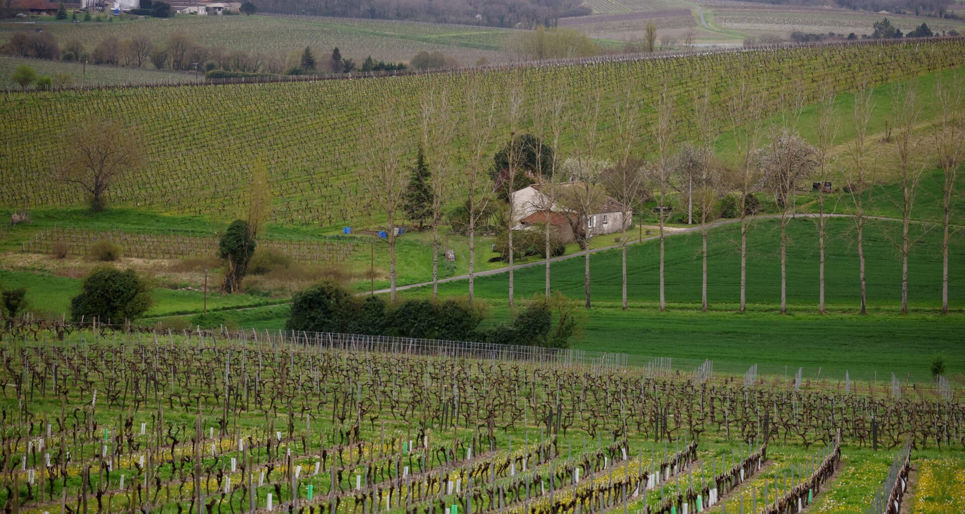 Frankreich unterstützt Weinbranche mit 150 Millionen Dollar für Rodung von Rebstöcken