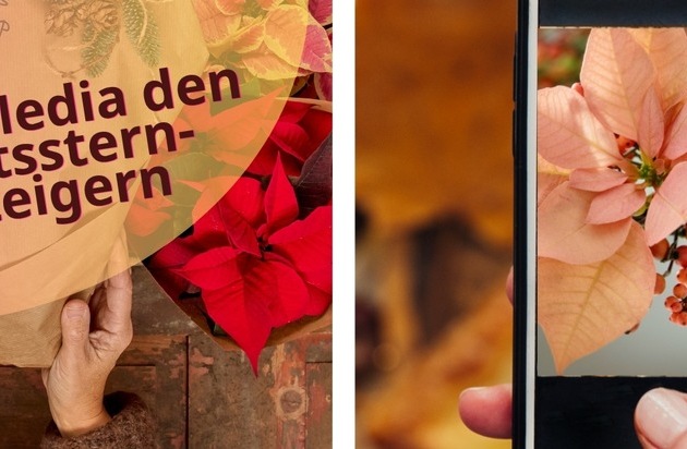 Mit Social Media den Weihnachtsstern-Absatz steigern: Neun Profi-Tipps, wie es ...